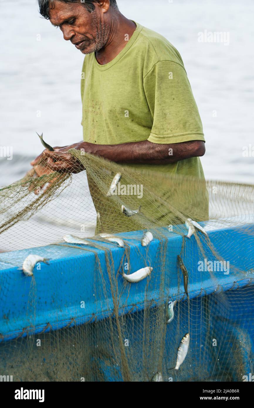 fisherman, an asian fisherman collecting fishes caught in a