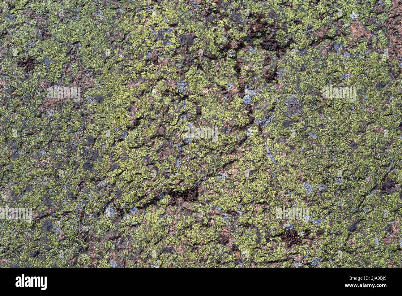 Close-up of green Map lichen (Rhizocarpon geographicum) on a red granite rock. Abstract high resolution full frame textured natural background. Stock Photo