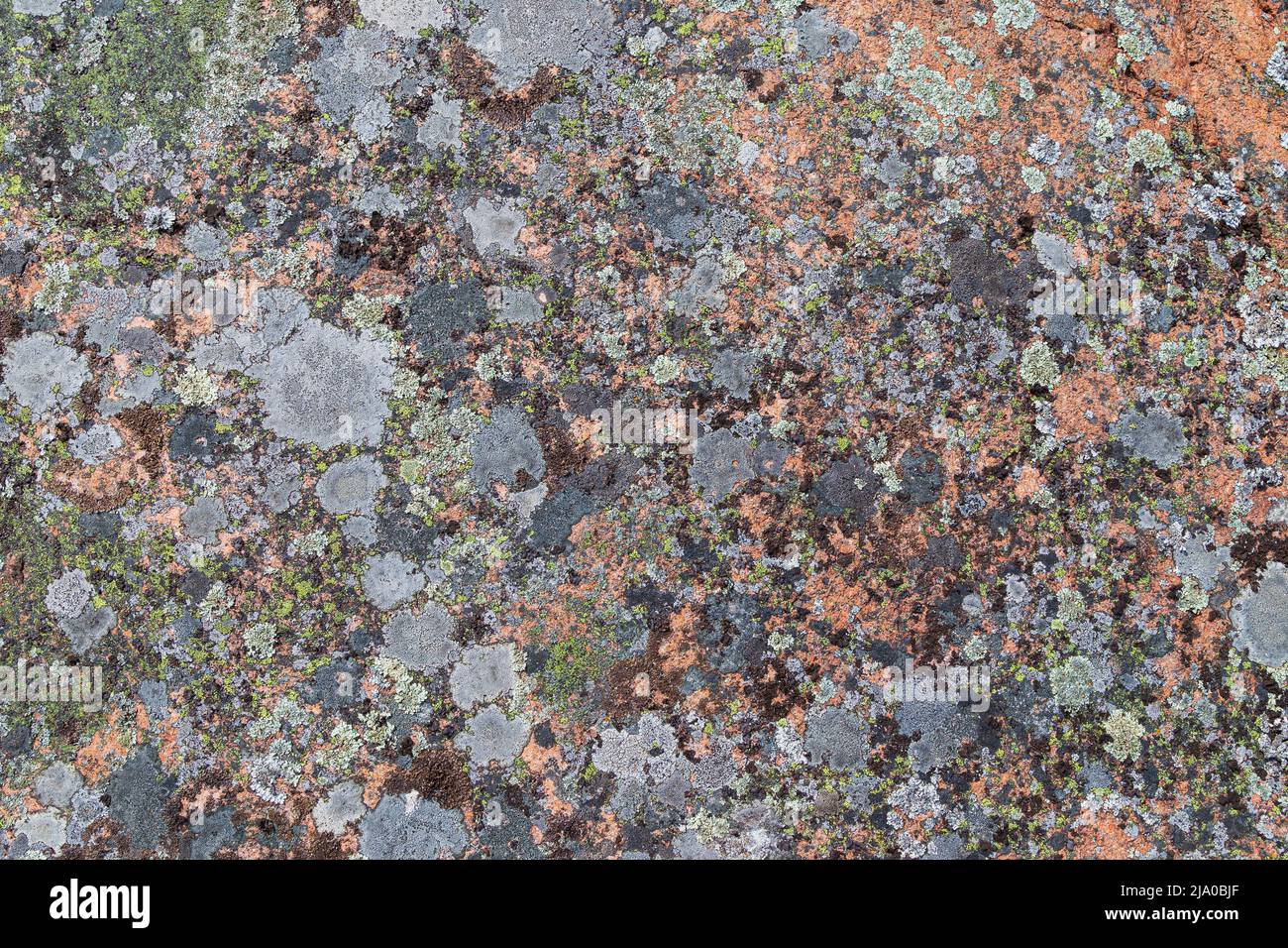 Close-up of different lichens on a red granite rock. Abstract high resolution full frame textured natural background. Stock Photo