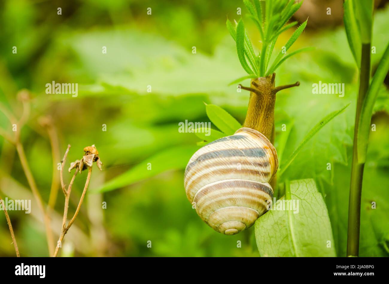 A young field snail on a stalk of grass in a green forest illuminated by the sun. Stock Photo