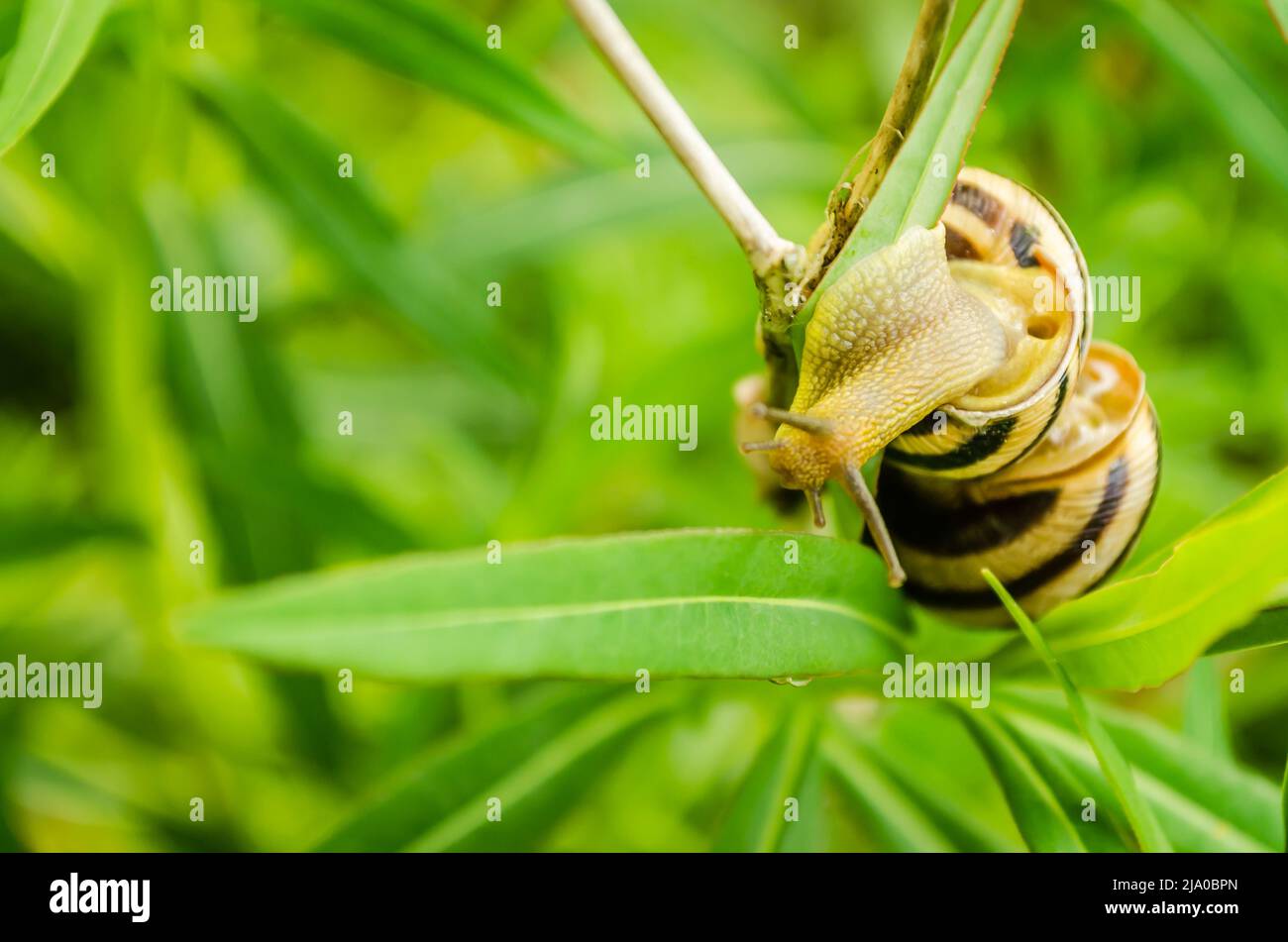 two snails on the green grass. Stock Photo