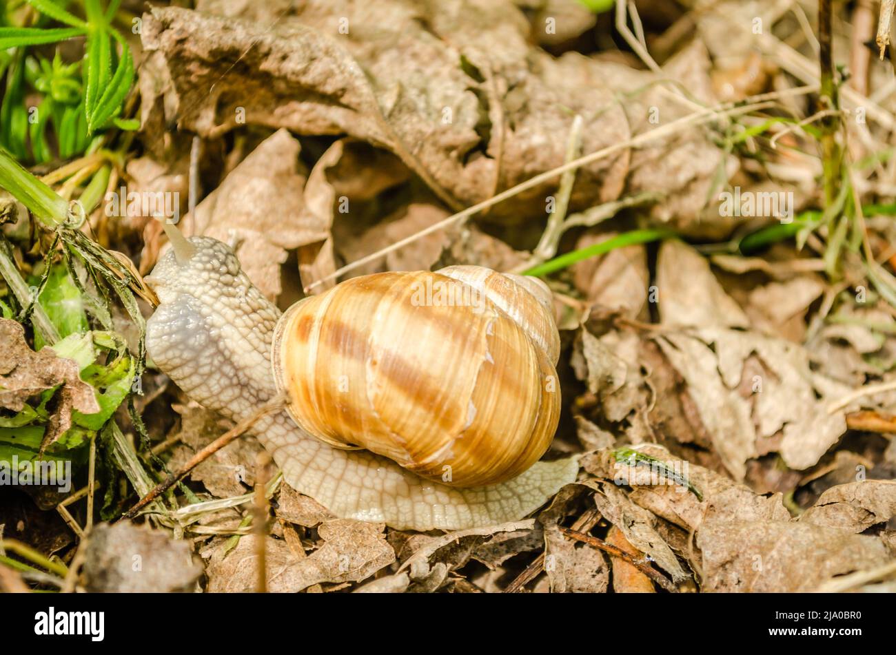 A field snail on dried yellow leaves in a green forest illuminated by the sun. Stock Photo