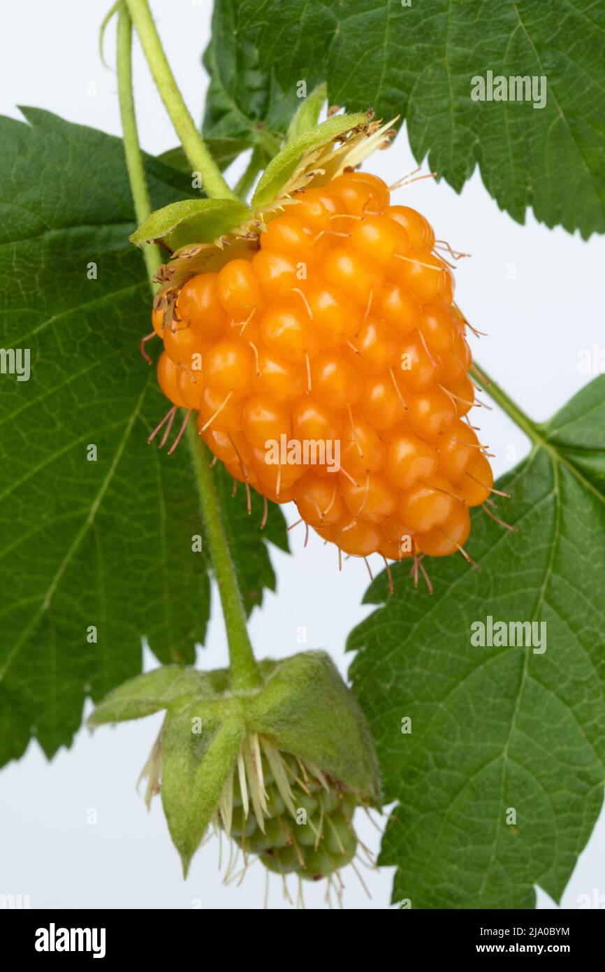 Single sweet ripe yellow raspberry, Rubus Idaeus, and leaves close up Stock Photo