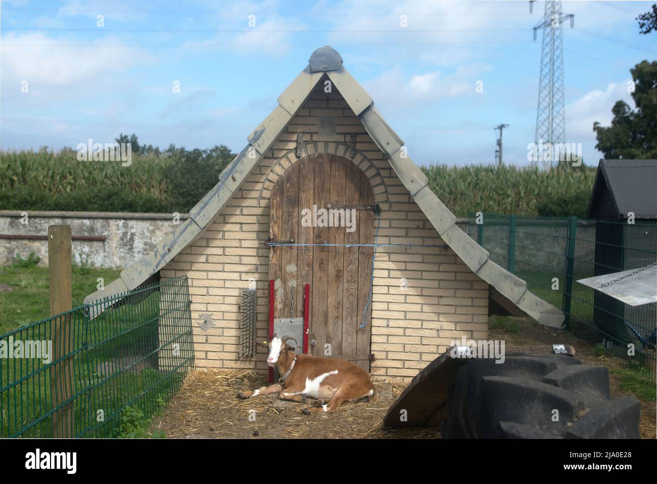 Goat lies like a shepherd in front of white brick house in front of house on straw holiday farm Stock Photo