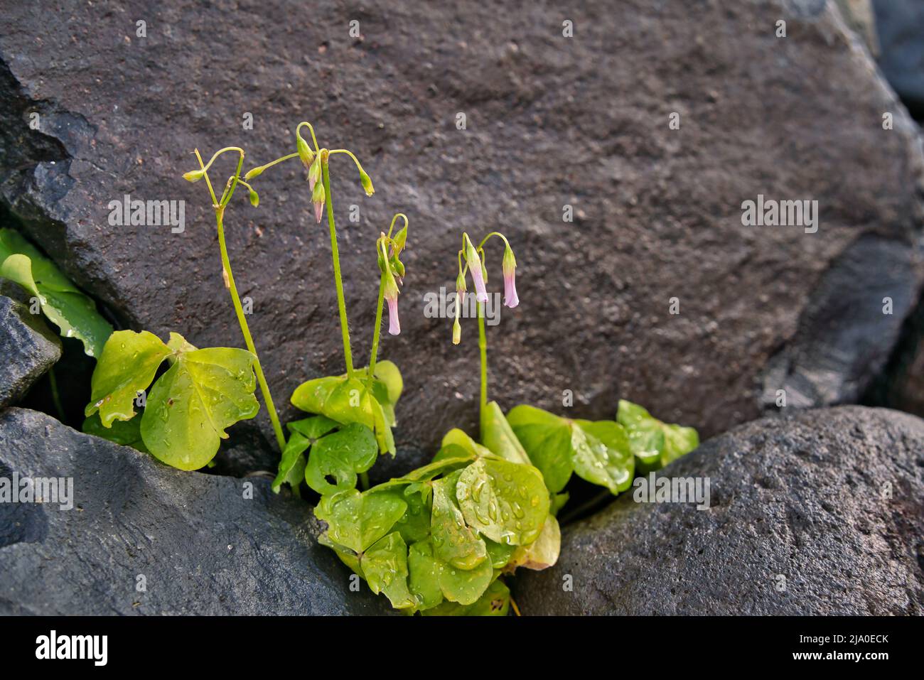 Flower of Oxalis debilis, also know as the large-flowered pink-sorrel, or pink woodsorrel, belongs to the family Oxalidaceae Stock Photo