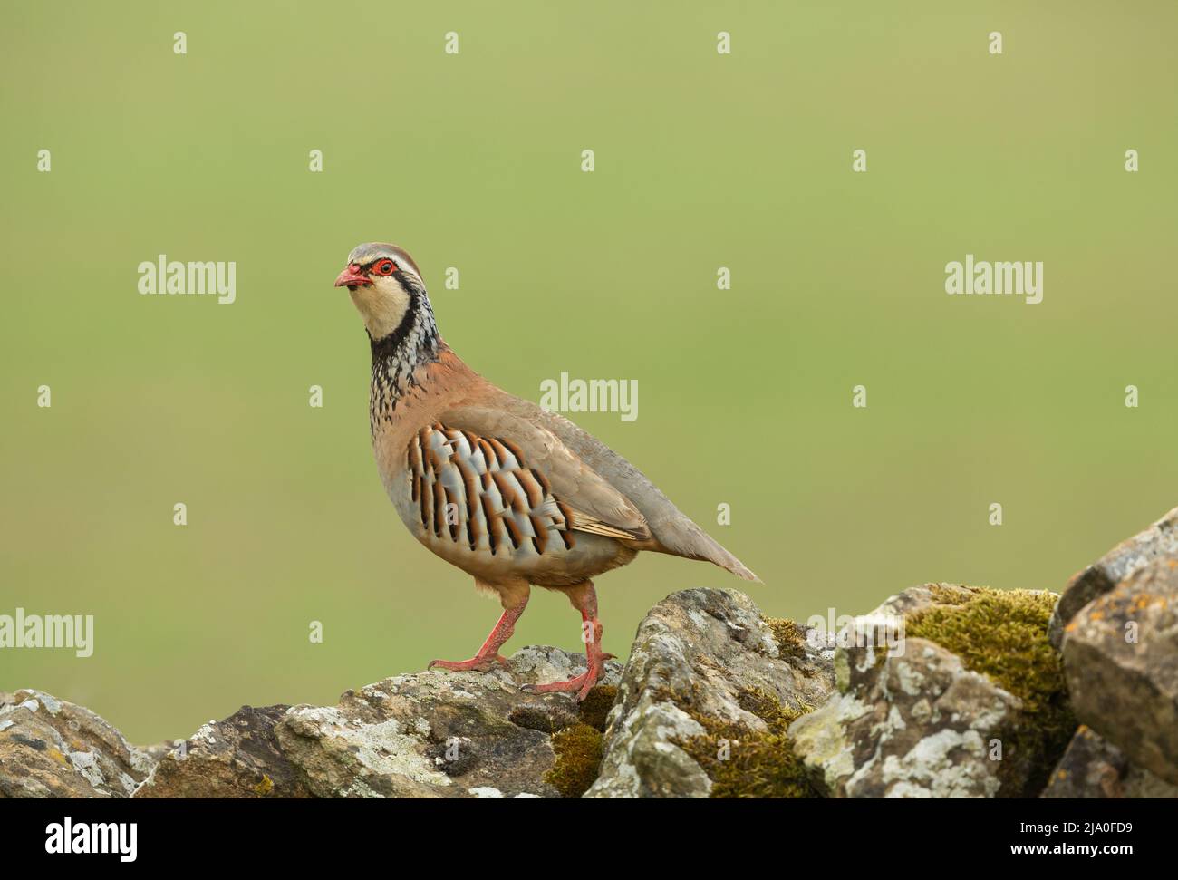 Close up of a  Red-legged or French partridge walking along a lichen covered drystone wall and facing left.  Clean, green background with space for co Stock Photo