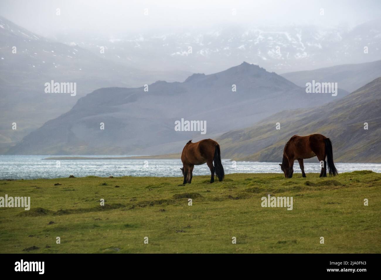 Pair of Icelandic horses graze on West Iceland highlands, Snaefellsnes peninsula. Spectacular volcanic tundra landscape with mountains, craters, lakes Stock Photo
