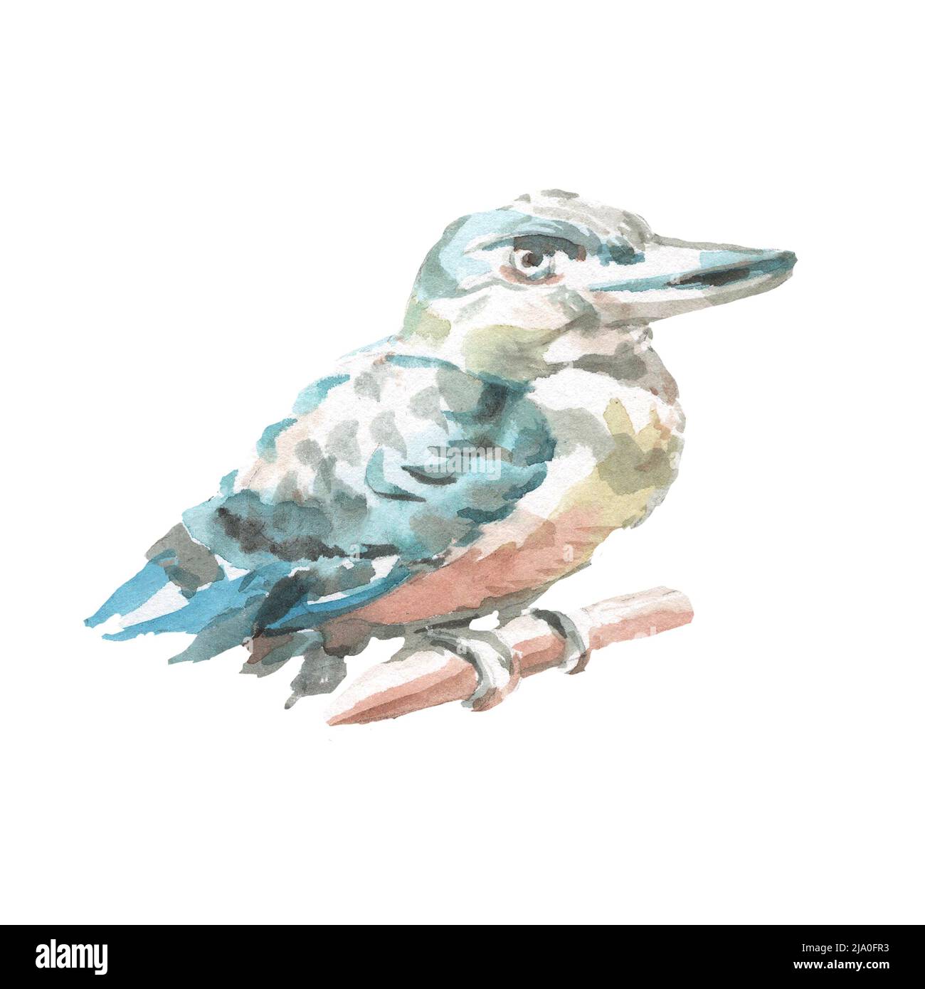 Kookaburra bird Australia nature wild watercolor illustration hand drawn isolated element on white background cute baby pictures pictures Stock Photo