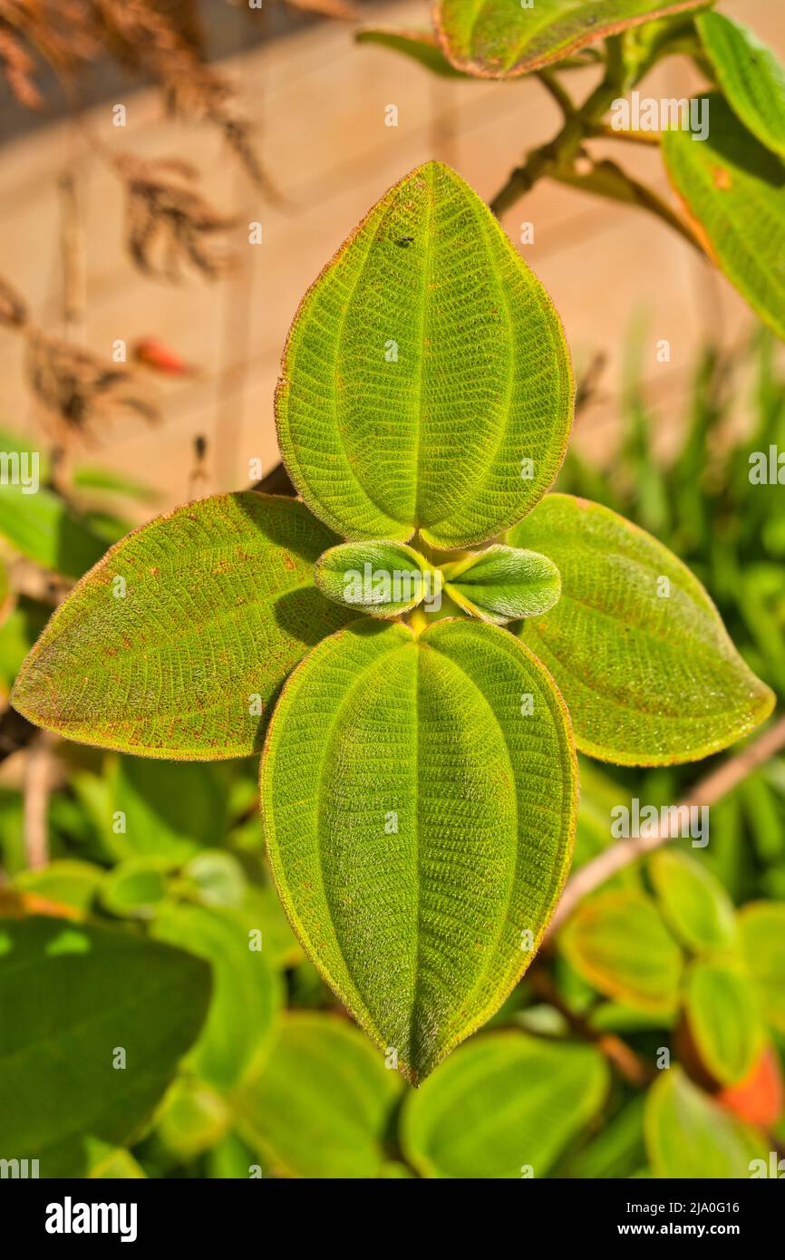 Leaf of the invasive Clidemia that thrives in humid climates. Stock Photo