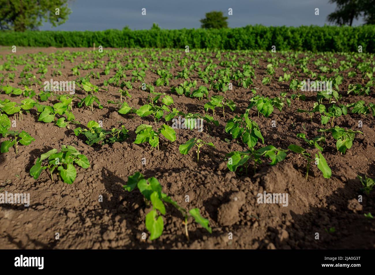 Beans planted on seedlings. Vegetable garden, agriculture, rural, business Stock Photo