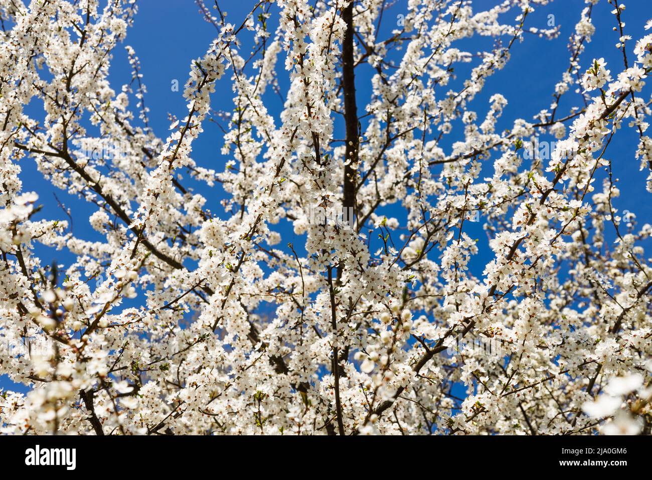 Cherry plum or Myrobalan - Prunus cerasifera blooming in the spring Stock Photo