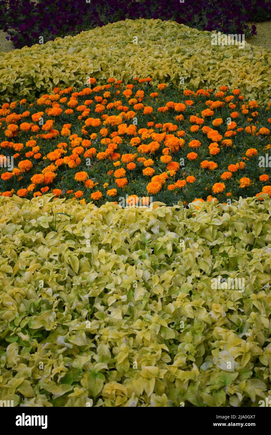 Beautiful orange Marigold flowers, amazing summer flowers of marigold bush, summer ornamental flora. Orange flowering marigolds grow on the flower. Stock Photo