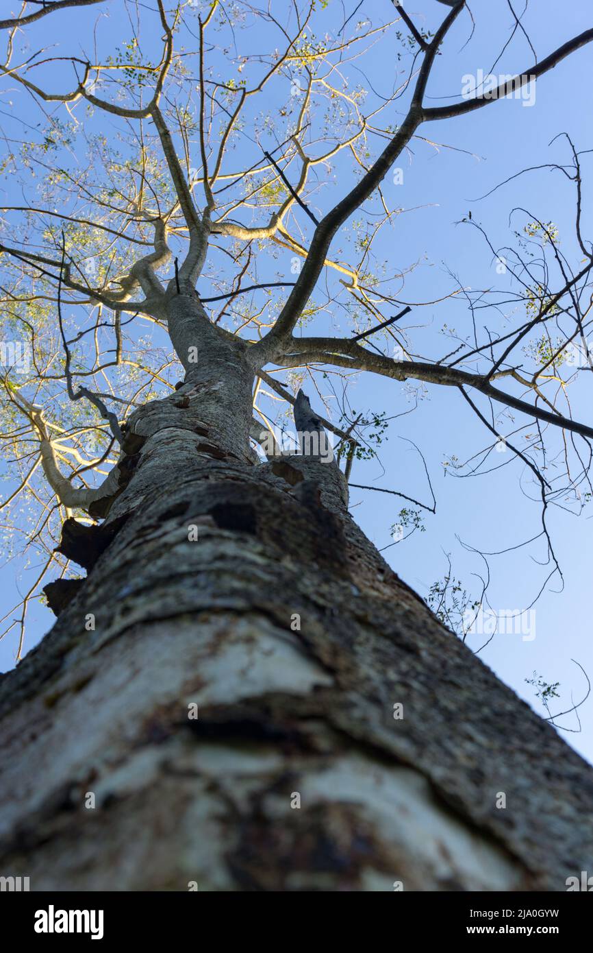 An upward canopy shot of a fully grown Kashi tree in an Indian forest region. A variety of Japanese white oak tree. dehradun, Uttarakhand india. Stock Photo