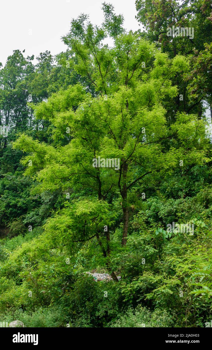 A group of Green trees in the jungles of Uttarakhand India during monsoon. Stock Photo
