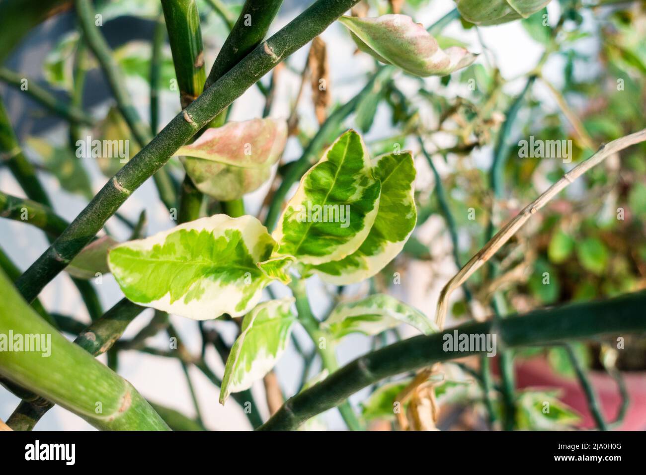Euphorbia tithymaloides is a perennial succulent spurge. An erect shrub,  the plant is also known by the scientific name Pedilanthus tithymaloides.  deh Stock Photo - Alamy