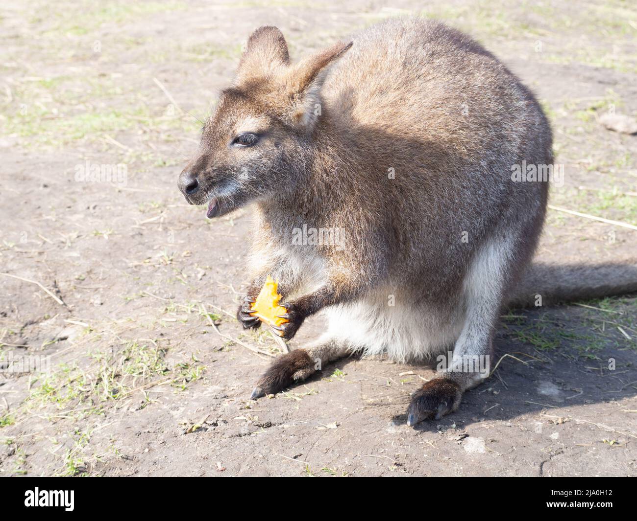 Wallaby enjoying a snack in warm sunshine Stock Photo