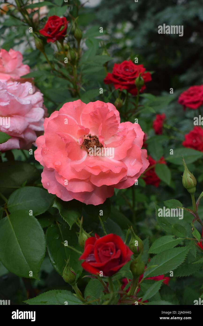 A large bloom pink rose is on the branch in the blurry rose garden background. Selective focus. Soft pink fluffy garden rose on a dark background clos Stock Photo