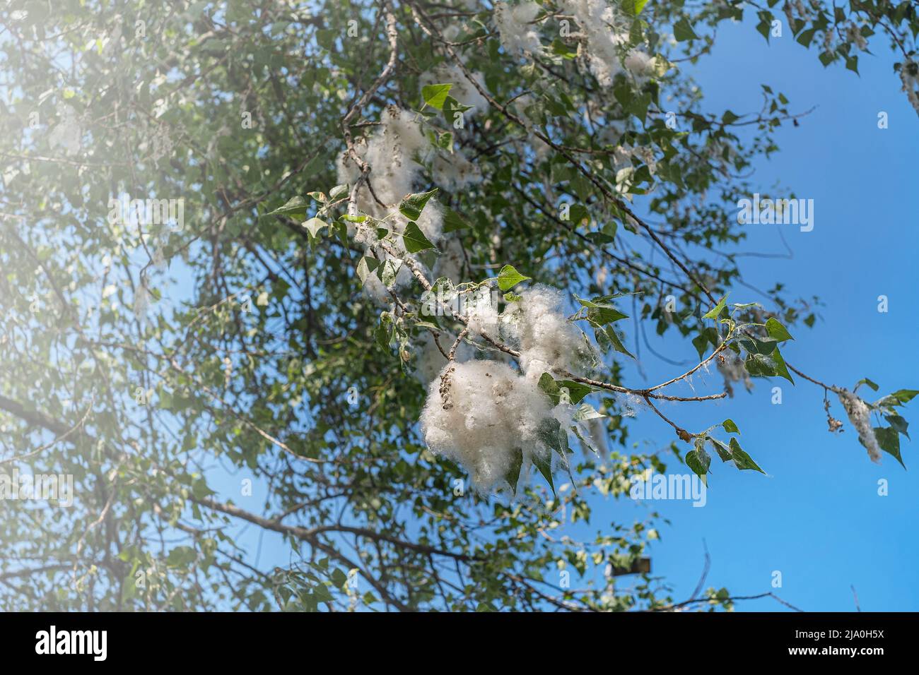 Poplar fluff on tree branches against the blue sky. Poplar fluff flies and make allergies. Stock Photo
