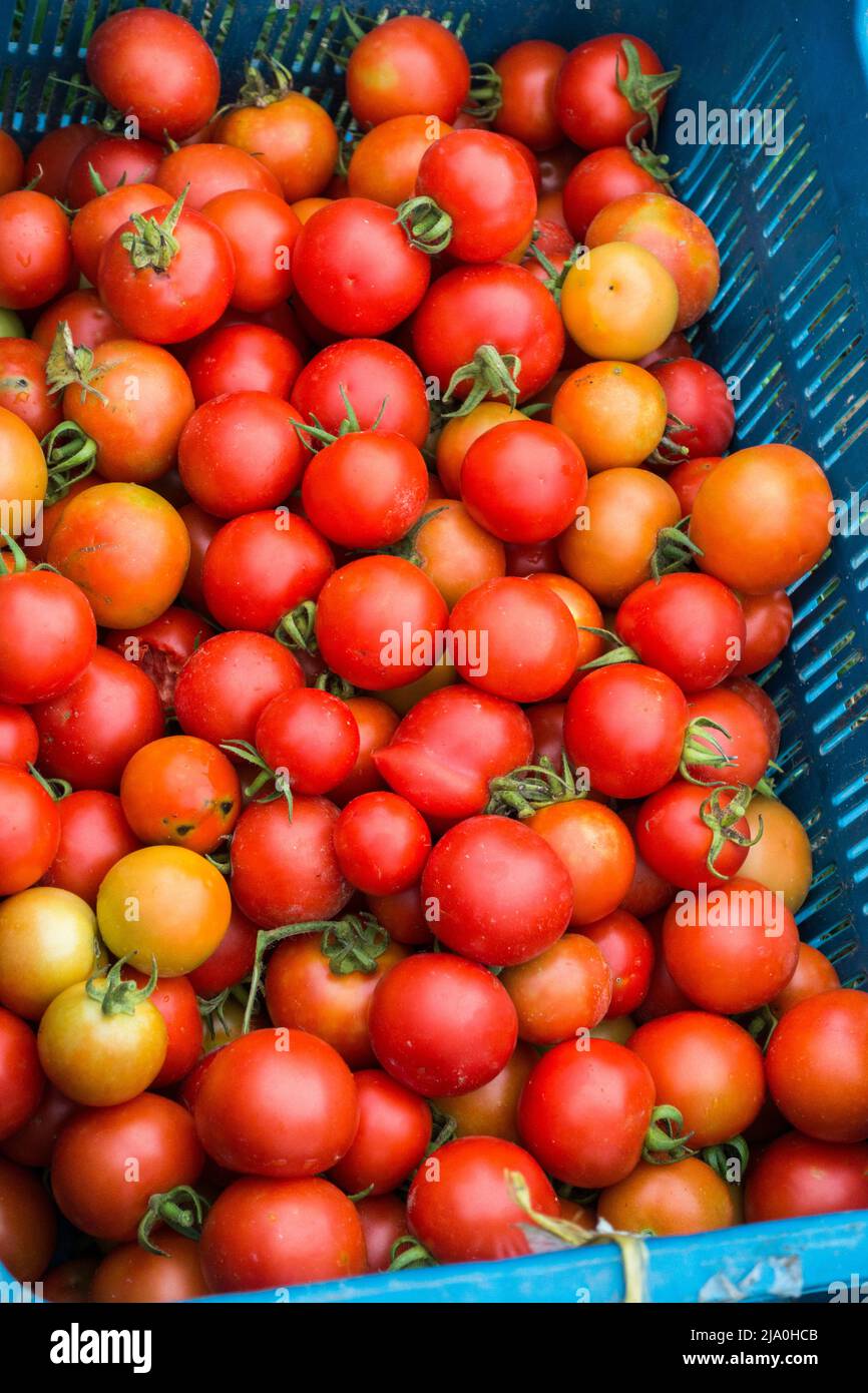 A closeup shot of bucket full of red tomatoes during the harvesting season in the hills of Uttarakhand state of Northern India. Stock Photo