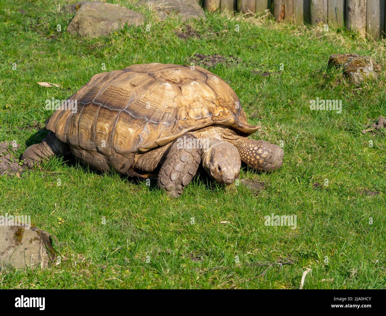 Giant tortoise taking a walk in the Springtime sunshine Stock Photo