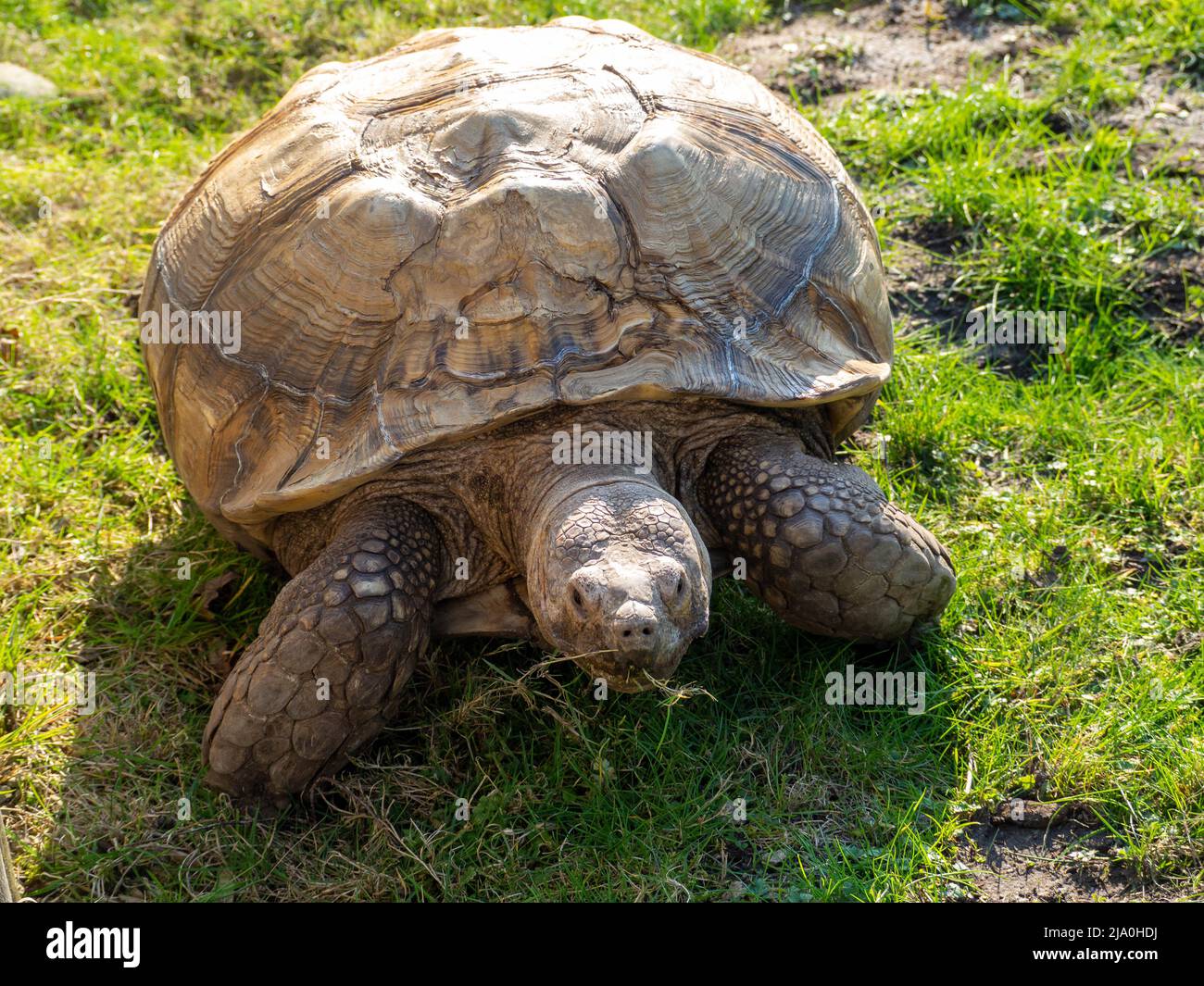 Giant tortoise chewing on a blade of grass Stock Photo