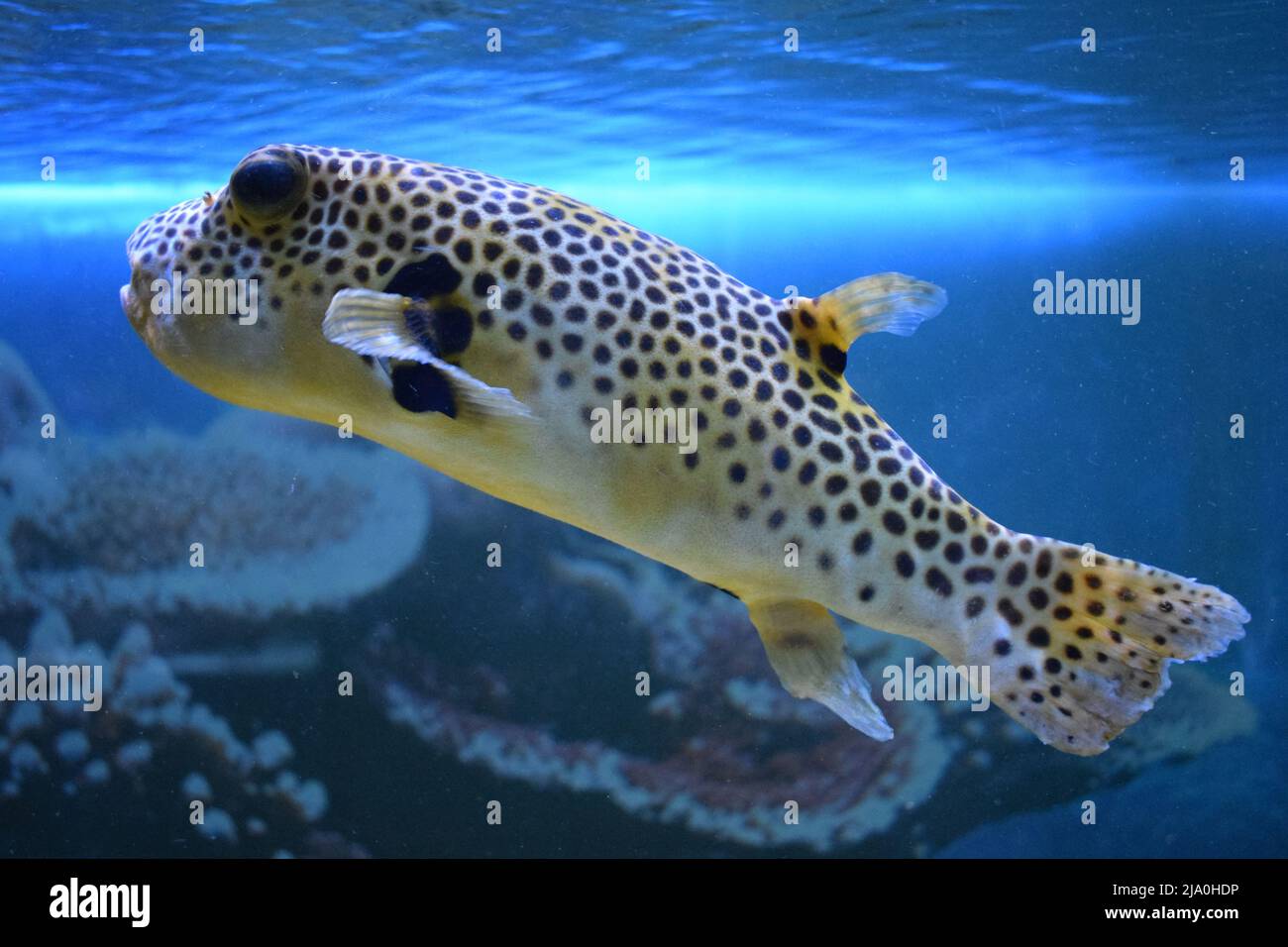 Yellow Arothron meleagris, golden puffer guineafowl puffer fish underwater. Yellow tropical fish. fugu fish. Yellow Blackspotted (or Dog Faced) (Aroth Stock Photo