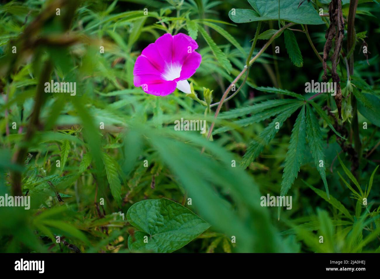 A close up shot of pink morning glory, Ipomoea nil blooming in the forests of Uttarakhand, the northern state of India.valley of Flowers. Stock Photo