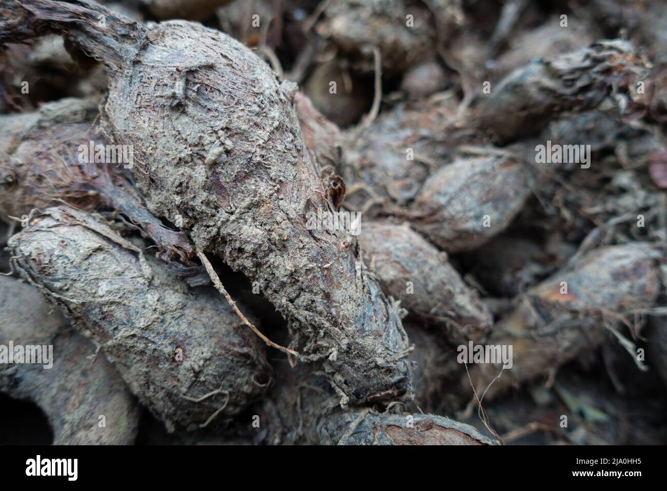 A closeup shot of taro plant roots, Colocasia esculenta. A tropical plant grown primarily for its edible corms. Uttarakhand India. Stock Photo