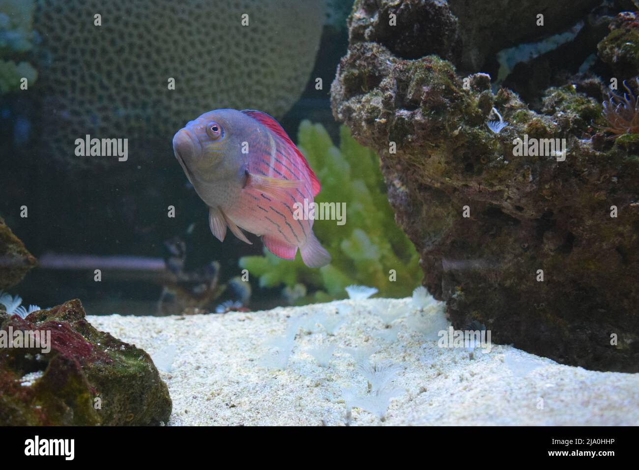 colorful fish. Pink and grey fish Stock Photo