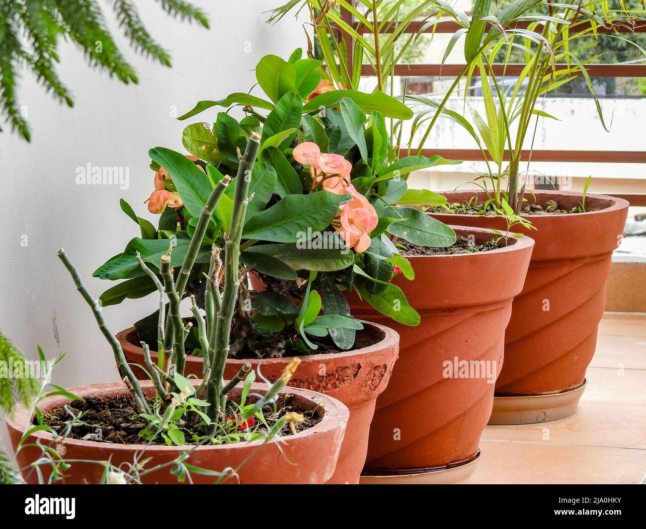 Colorful flowers growing in big red mud pots in a terrace garden. dehradun, Uttarakhand India. Stock Photo
