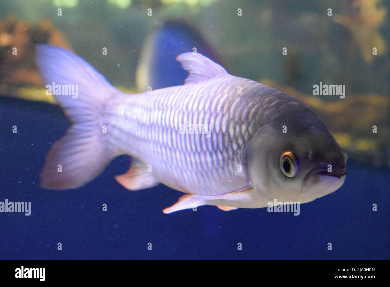 Coarse fish hi-res stock photography and images - Page 14 - Alamy