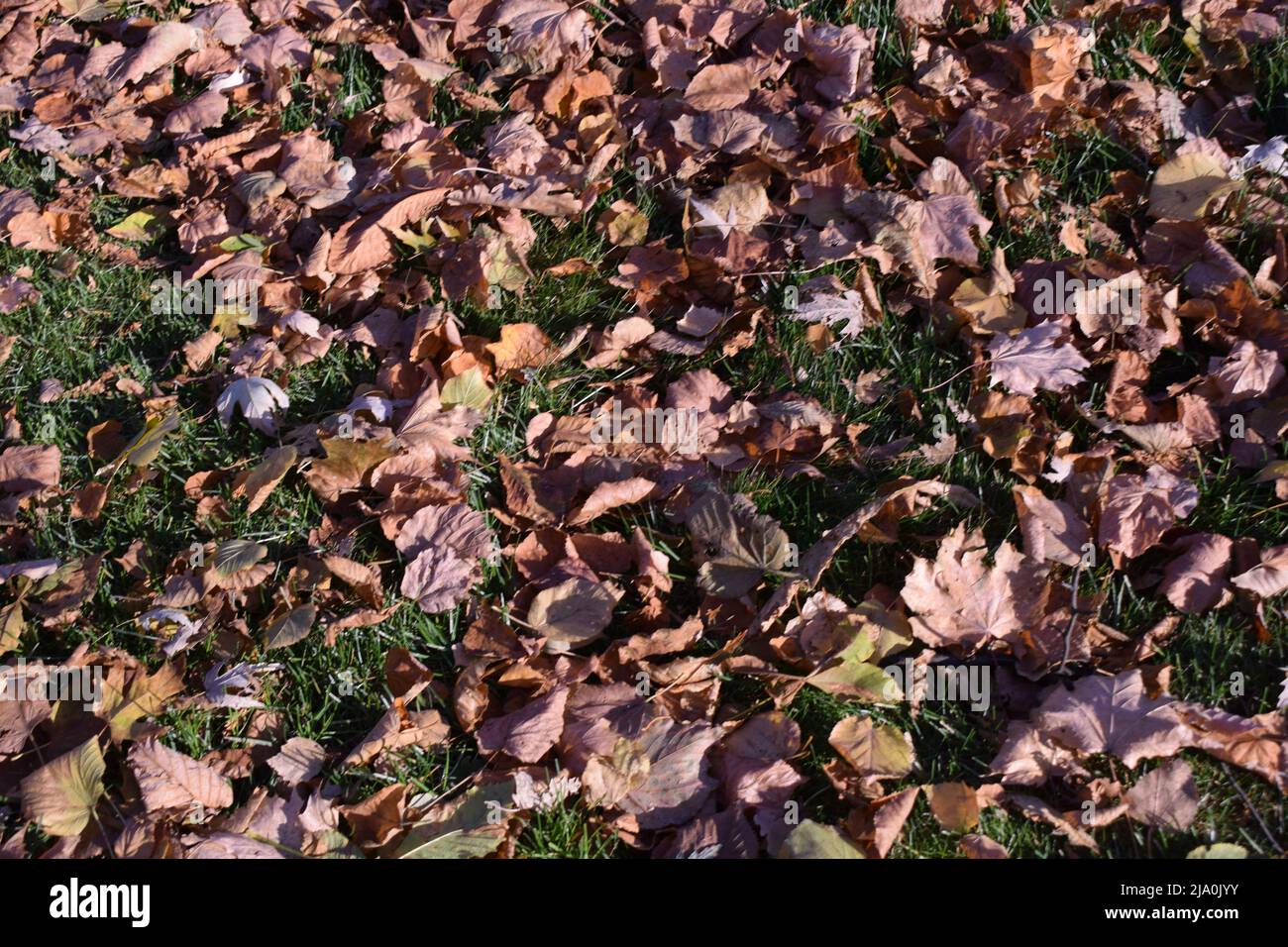 Background of colorful autumn leaves on forest ground. Fall orange and yellow autumn leaves on ground for background or backdrop. Dry brown and lush y Stock Photo