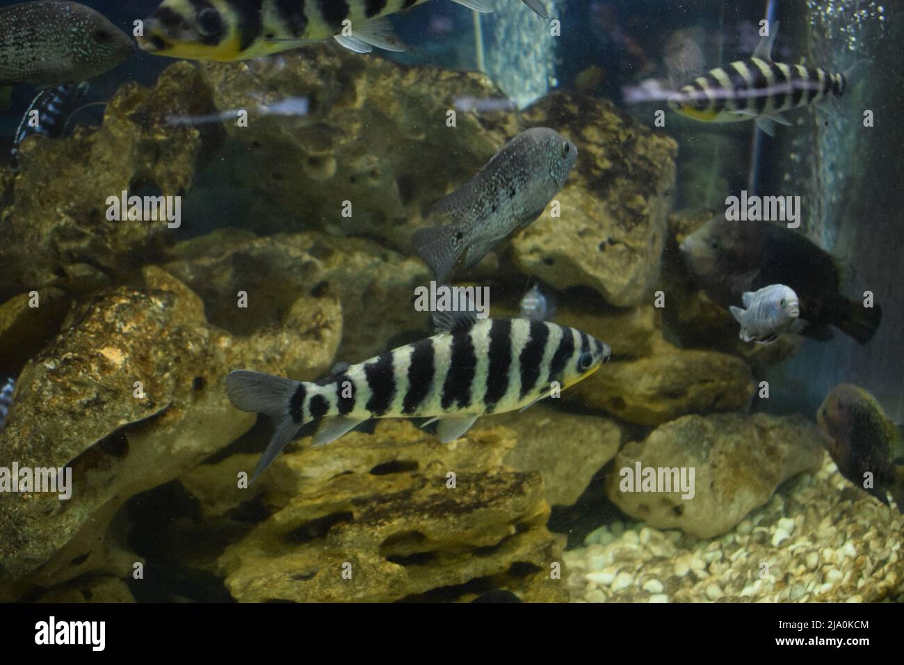 leporinus affinis in fish tank Stock Photo