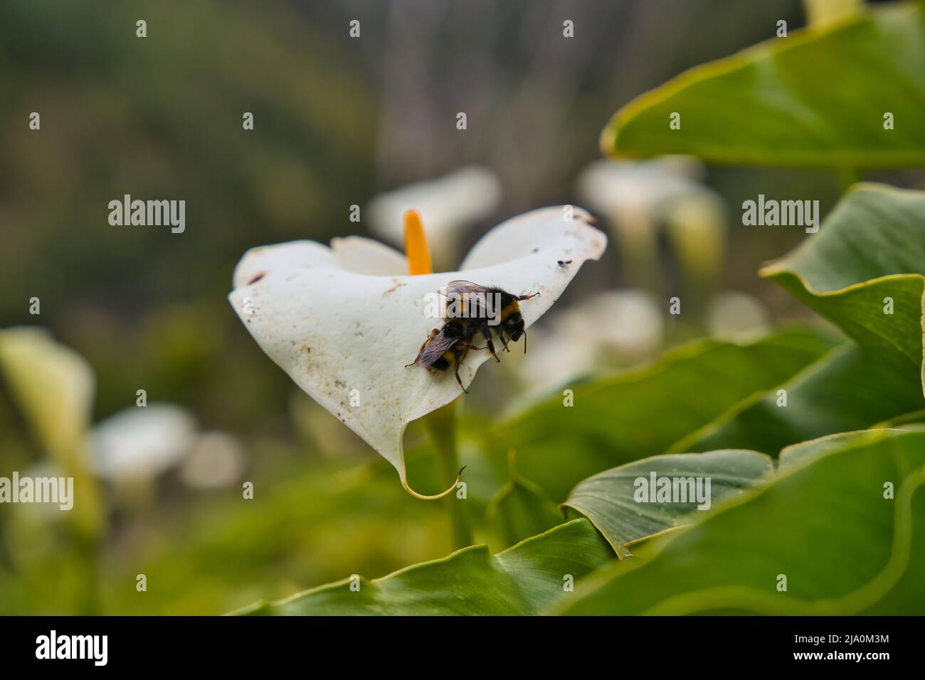Wild calla lily flower with two bumble bees pollinating it, growing on Madeira, Portugal Stock Photo