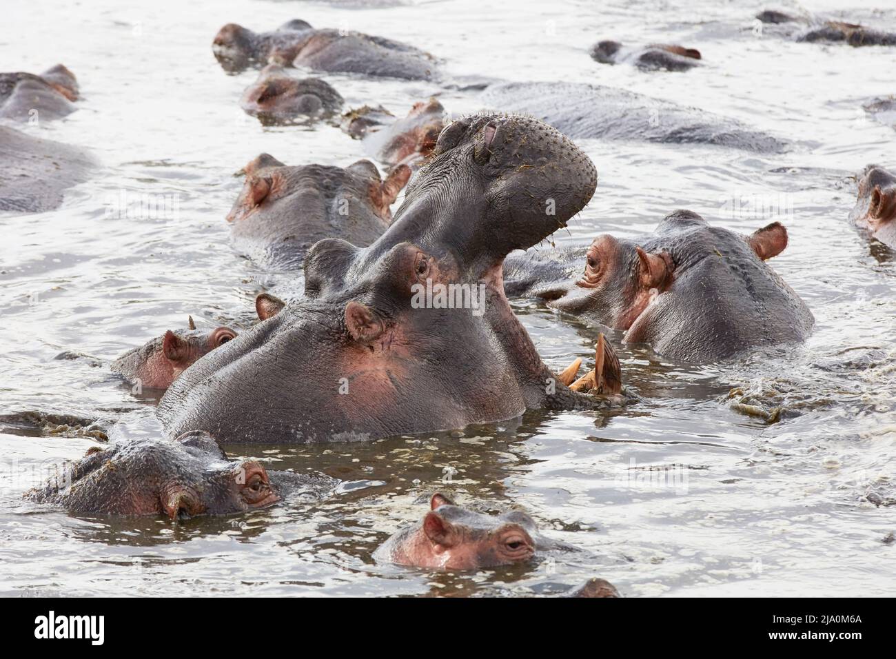 A group of Hippos (Hippopotamus) bathing in a pound of the Central Serengeti National Park, Tanzania, Africa. Stock Photo