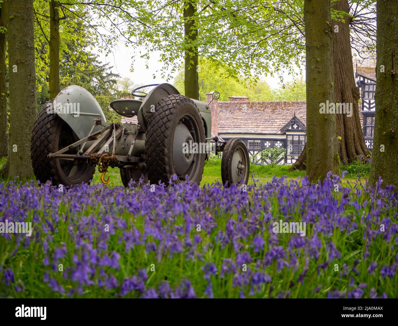 Vintage Ferguson Tractor standing in a blanket of bluebells with Gawsworth Hall in the background. Stock Photo