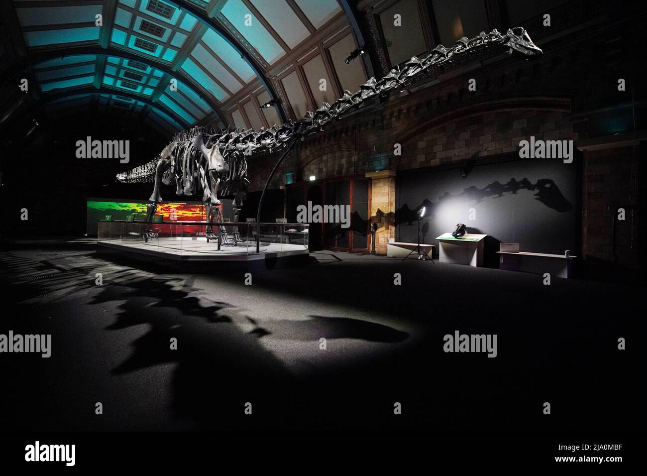 Dippy, the Diplodocus skeleton cast, has returned to the Natural ...