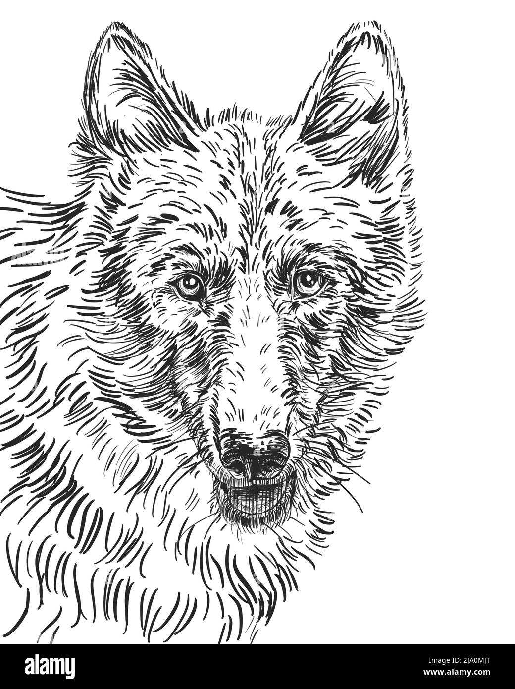 Wolf Face Close Up portrait Stock Photo - Alamy