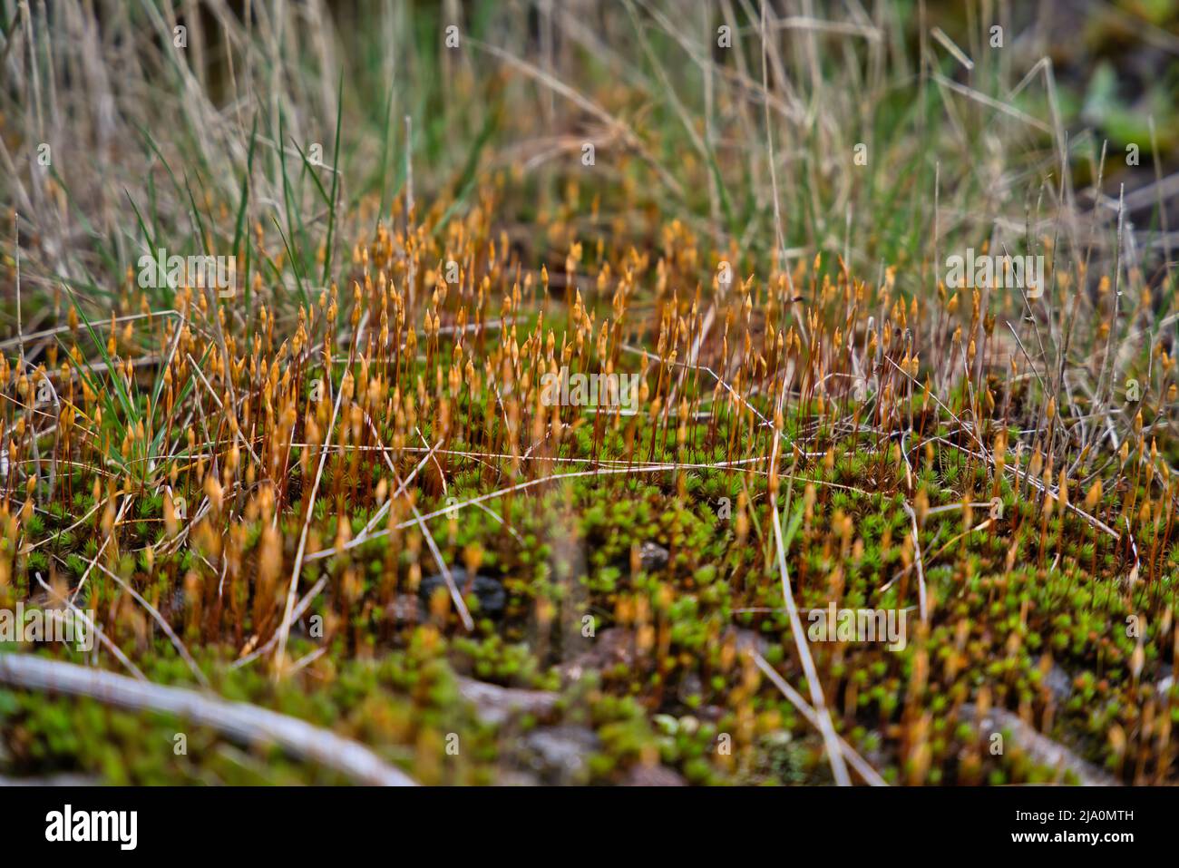 Close Up photo of moss sporophytes in spring in the early morning,shallow depth of field, beautiful soft bokeh, Madeira Portugal Stock Photo