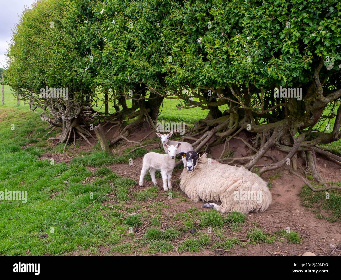 Ewe and Lambs resting under a mature hawthorn hedge in a field Stock Photo