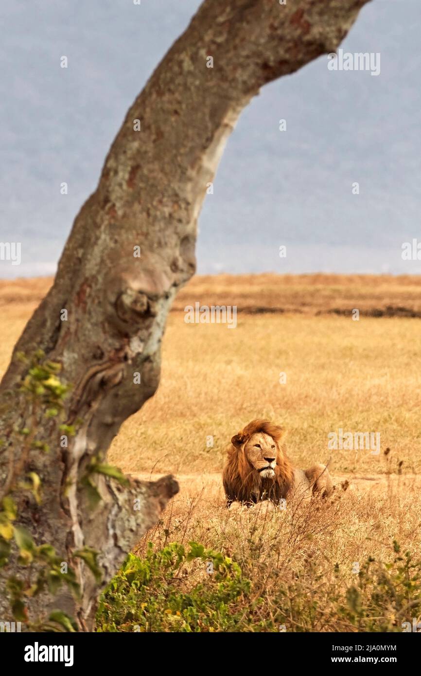 An adult male lion lying on the grass inside the Ngorongoro Crater protected area, Tanzania, Africa. Stock Photo