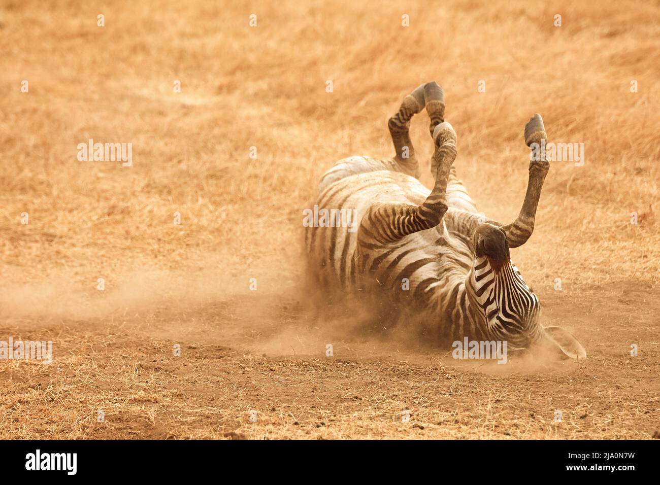 A Zebra rolls on the ground inside the Ngorongoro Crater protected area, Tanzania, Africa. Stock Photo