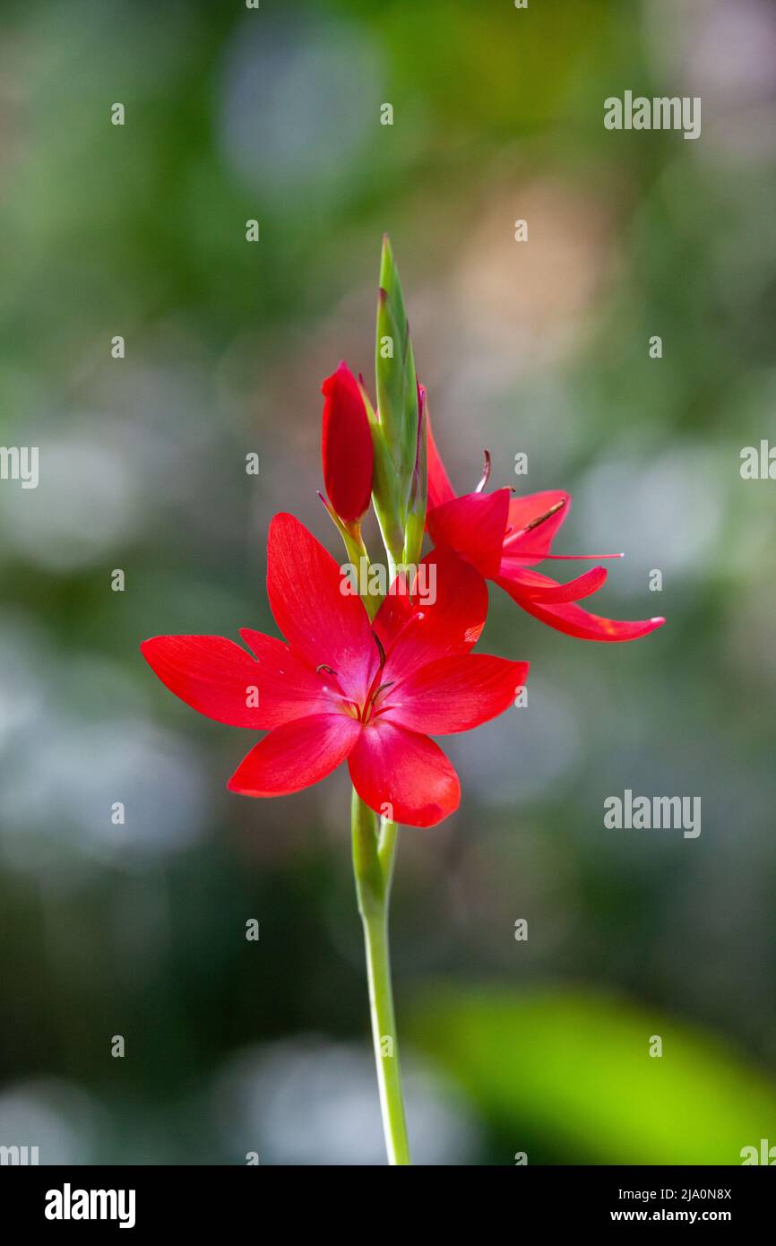 Hesperantha coccinea, the river lily, or crimson flag lily Stock Photo