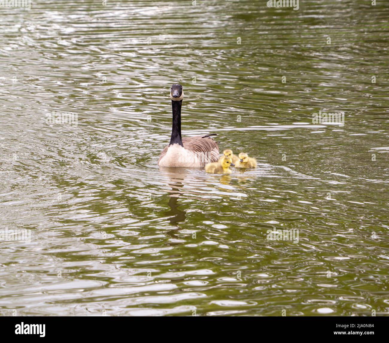Canada Goose Family swimming on a pond Stock Photo