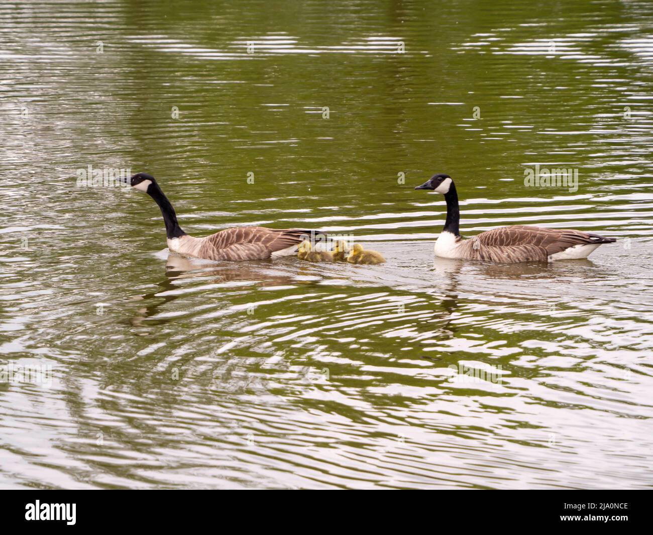 Canada Goose Family swimming on a pond Stock Photo