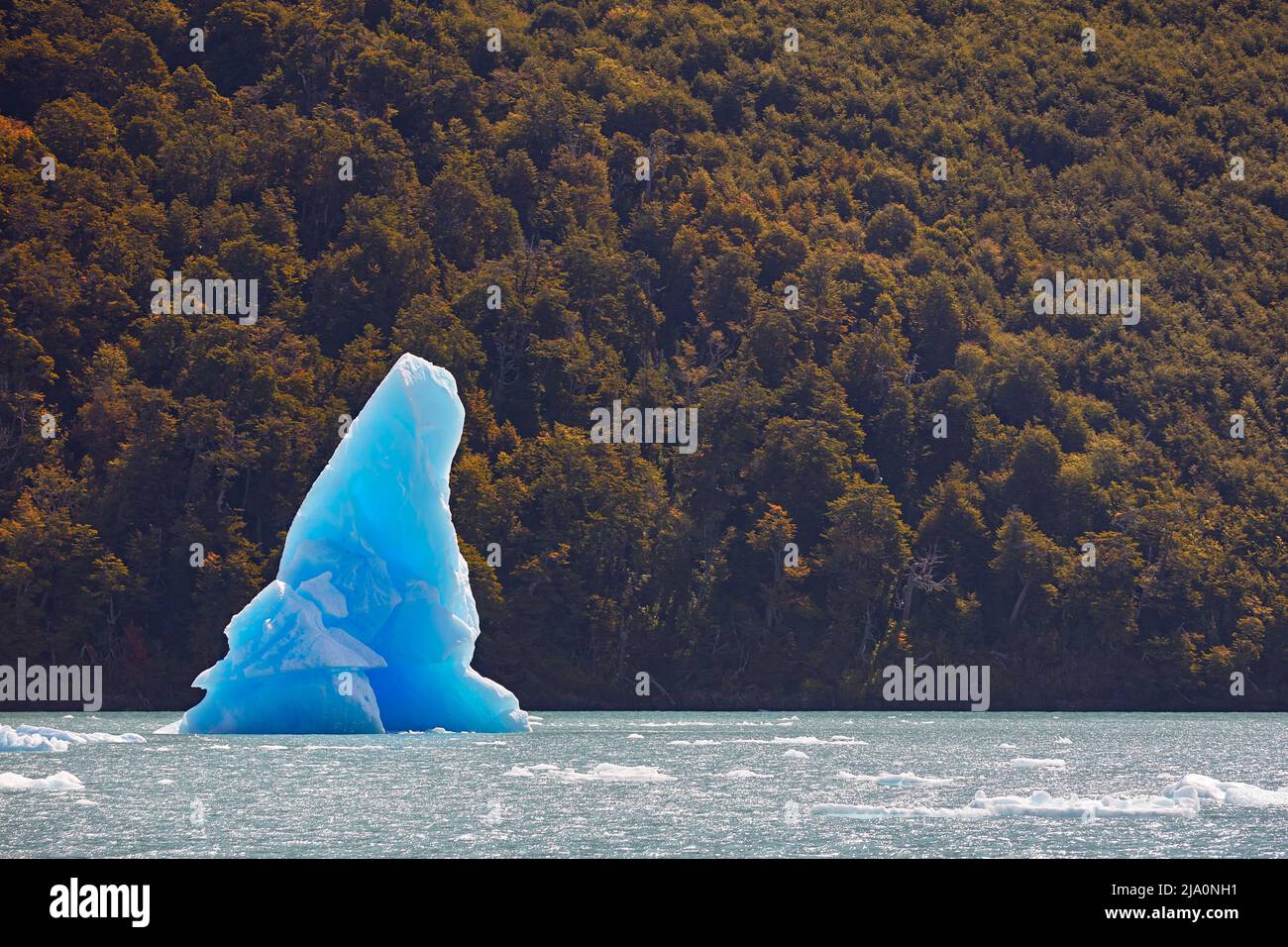 A big blue iceberg in the "Canal de los Tempanos" bay with autumn trees in the background, Los Glaciares National Park, El Calafate, Argentina. Stock Photo
