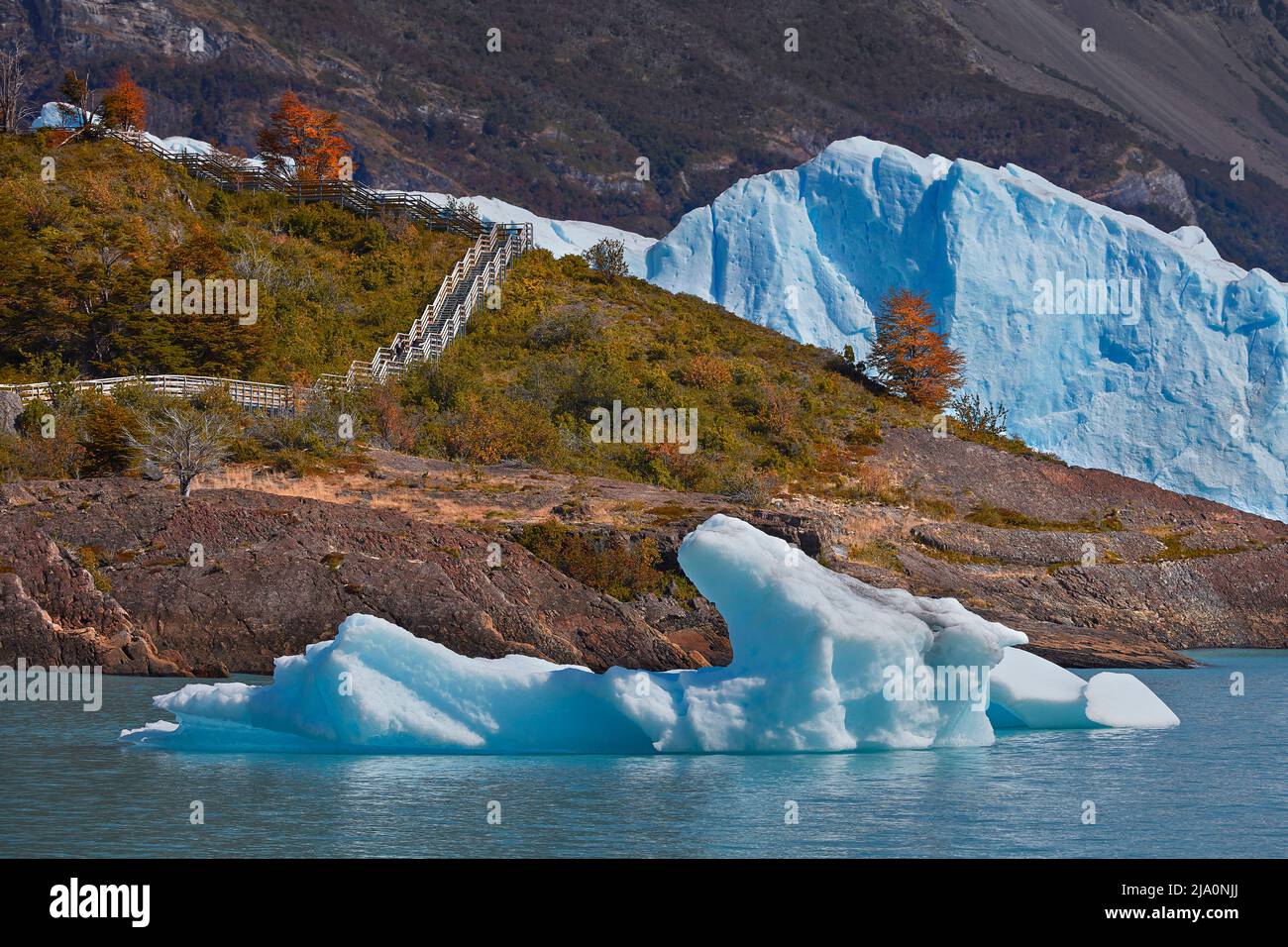 An Iceberg, colorful Lengas trees, and the blue icy wall of the Perito Moreno Glacier in autumn, Los Glaciares National Park, Santa Cruz, Argentina. Stock Photo