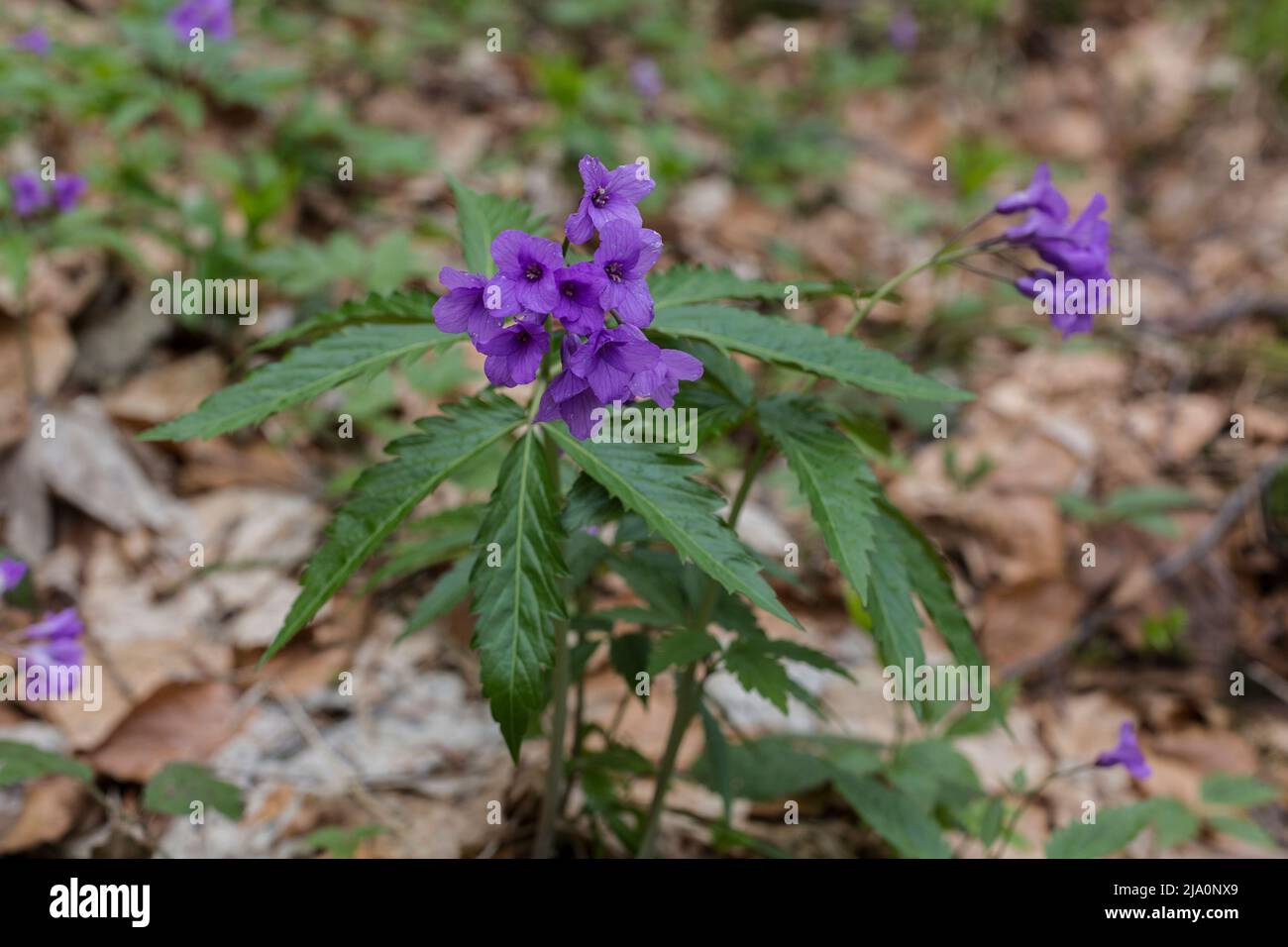 A beautiful violet flower Dentaria glandulosa or Cardamine glanduligera in the green natural background, flora of the Carpathians Stock Photo