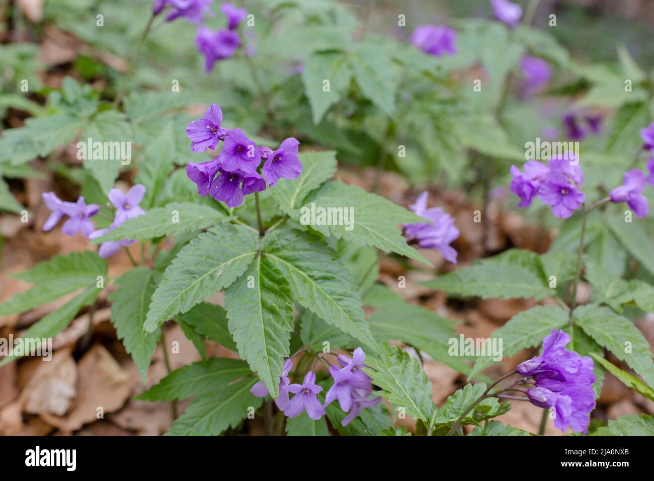 A beautiful violet flower Dentaria glandulosa or Cardamine glanduligera in the green natural background, Carpathians flora Stock Photo