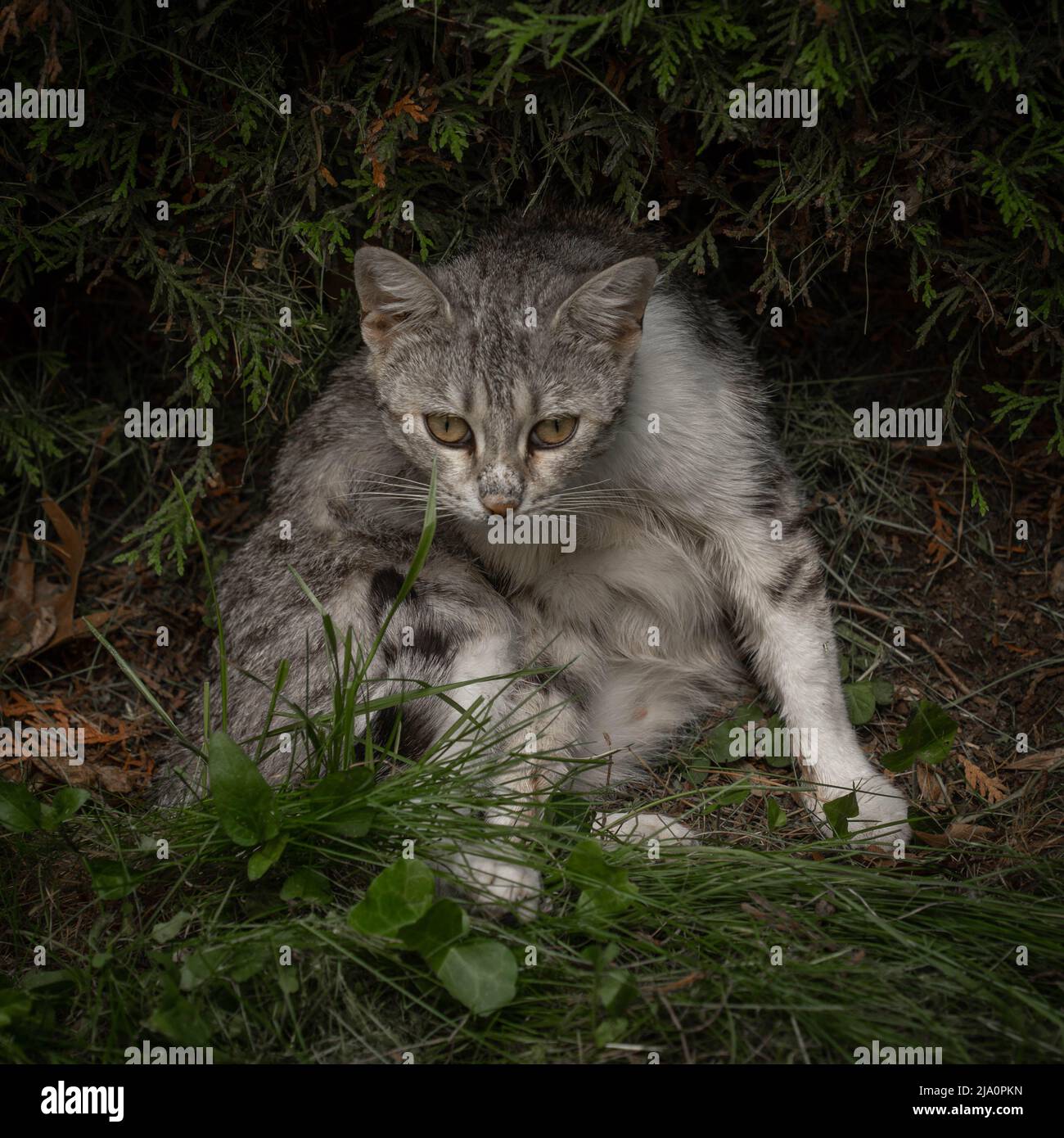 Sofia, Bulgaria - 24.05.2022, A tabby cat sits in the garden with the dark thuja bushes background. Stock Photo